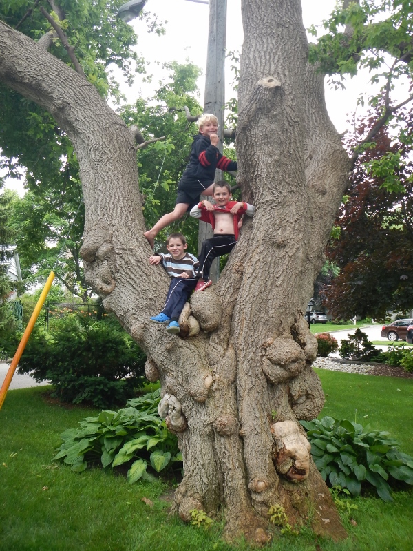 Barrett and McGrath Children
              climb our Old Maple