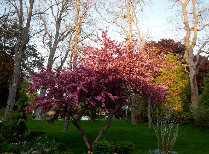 Our Crab
            Apple Tree in Bloom May 2015