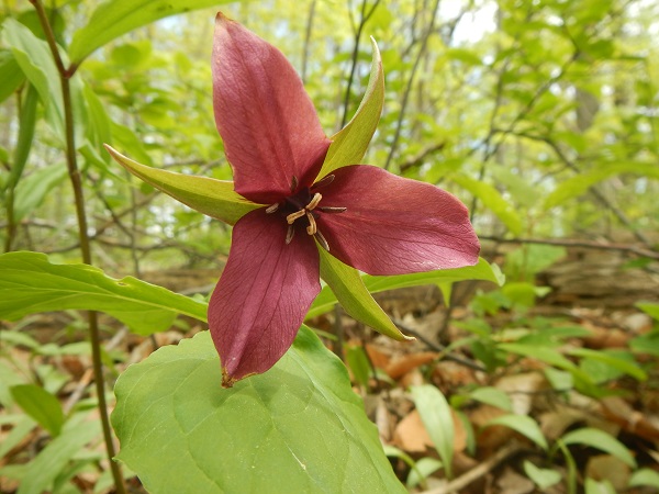 2017
        We encounter a pink Trillium Flower in the Maundaumin Cons Area