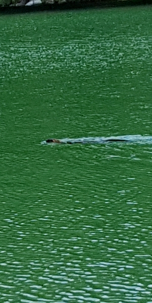 2018 Killarney Covered Portage otter swims around boat