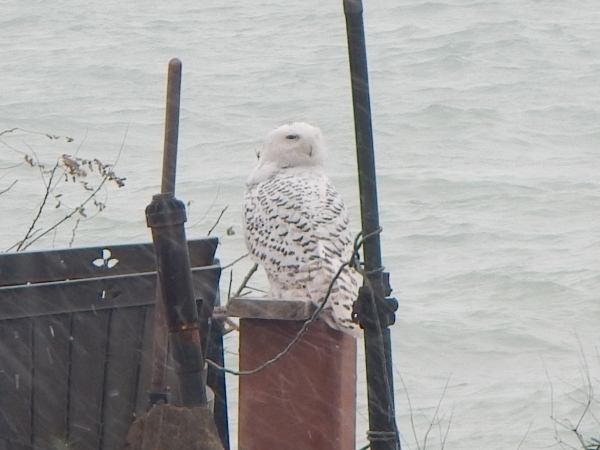 2019 Dec 4 A Snowy White Owl perches in our roughage on
            a tile pedistle