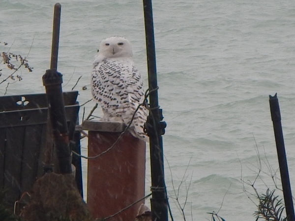 2019 Dec A Snowy White Owl arrives for a visit for the
            day