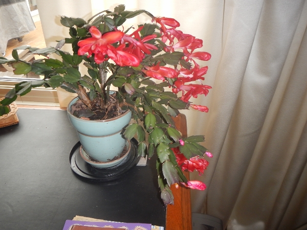 2019 May 11 the Christmas Cactus was in full bloom
