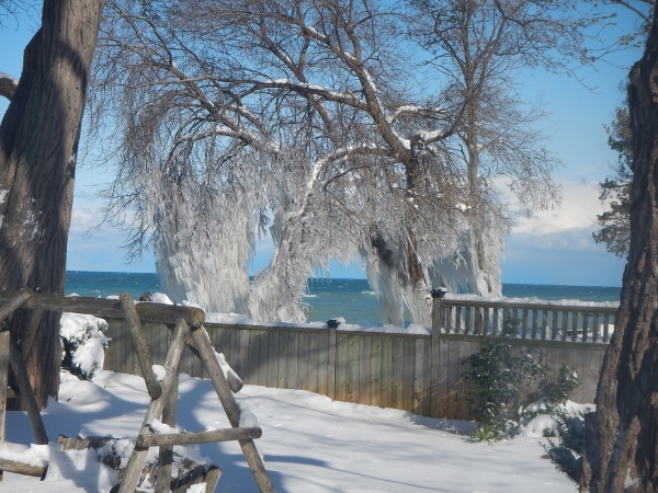 2019 Our neighbours tree encased in ice from the lake
            spray