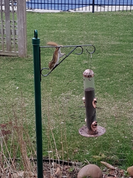 2019 April 14 A chipmunk does his antics on our bird
            feeder
