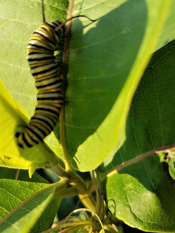 2020 BCt Catapillar about to become a Monarch Butterfly