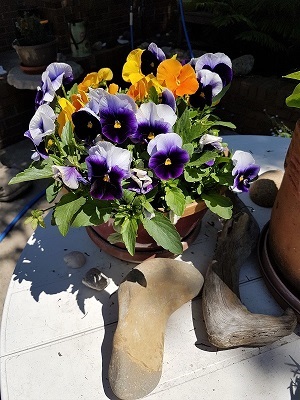 2020 BCt Pansies arrived on our doorstep a gift from
        friends John & Betty