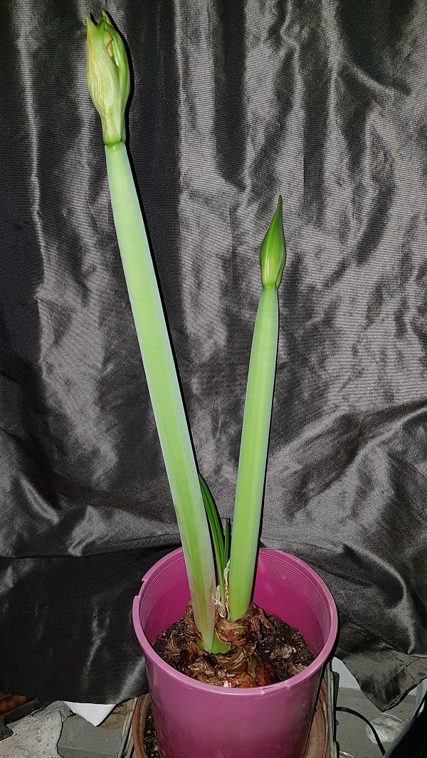 2020
        Feb 13 Amaryllis about to bloom