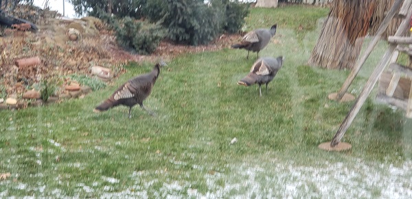 2021 BCt Wild Turkeys on the lawn Dec 9
