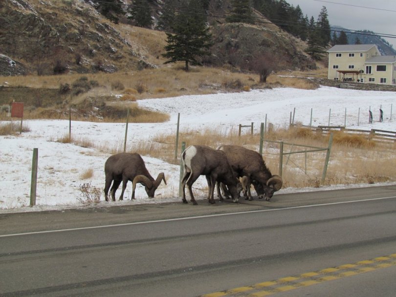 2012 BC We encounter
        Mountain Sheep on the Drive to Vancouver