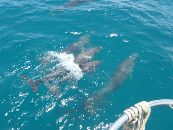 A family of Dolphins join us as we sail offshore
            towards Light House Reef