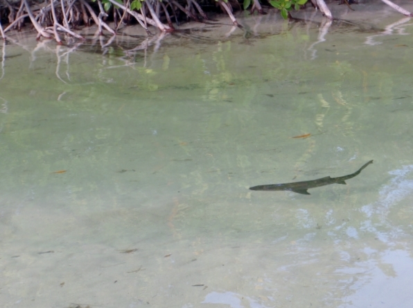 Baby Nurse sharks swim about at the
            entrance to the Lagoon on Long House Cay
