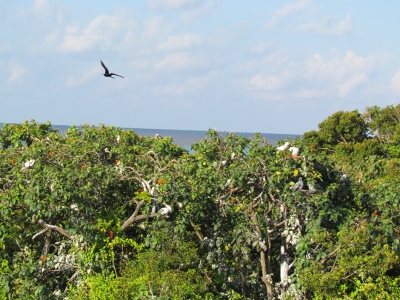 Frigates and Blue footed Boobies
            circle above the nesting grounds in the Sanctuary