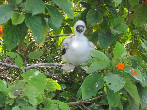 A newly hatched Blue Footed Booby
                Chick perches on a tree close to us