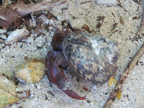 We had to share the trail to
                    the Bird Sanctuary with a Hermit Crab