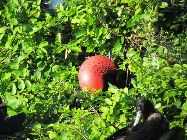 A male Frigate Bird
                        inflats his red ball to attract a female to mate
                        with him