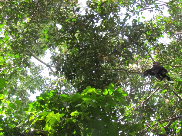 A Howler Monkey in a tree
                overhead keeps an eye on us