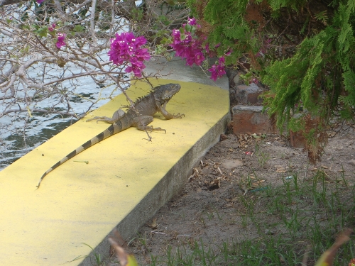 Just Another Iguana in Placentia