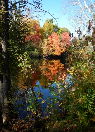 2014 Fall colours with a vertical view