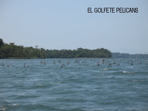 El Golfete Pelicans