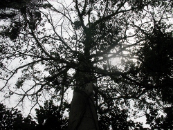 Looking up this tree
                        skyward to the Gods