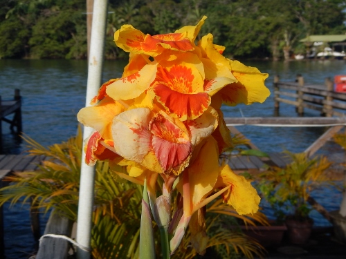 A Canna Lily blooming
        at Marios Marina