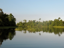 Hyacinth Islands floating
                                      down the Rio Polochic