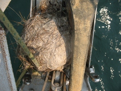 Kistade Bird Nest on Tundras bow
                roller