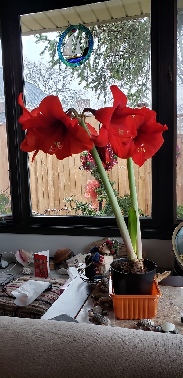 2024 Jan 3 Amaryllis Blooms B Ct