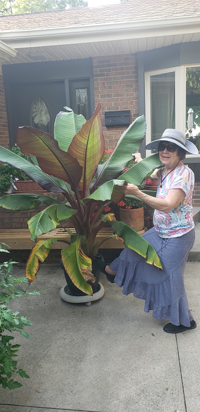 2024 Sept 11th Kathy poses beside our giany Banana Plant