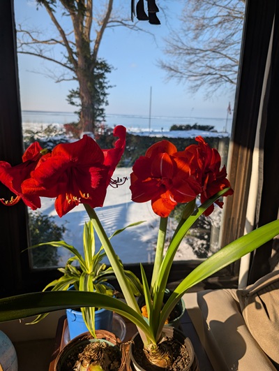 2025 BCt Jan 25 Amaryllis in full Bloom