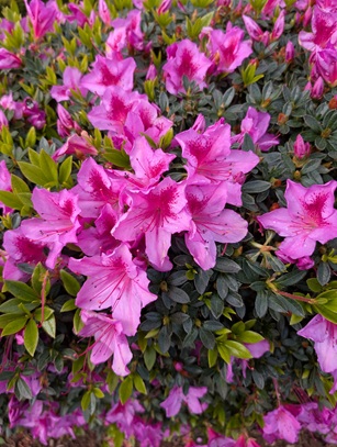 20250317_azores_common wild flower