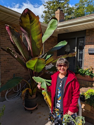 202510_kathy_bananatree