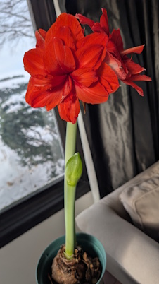 20260122_Amaryllis3_fullbloom